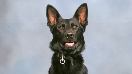 Community comes together to save ‘faithful’ Polk County K9 Ace who was shot by suspect