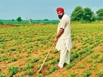 According to experts, groundnut requires far less water compared to other kharif crops like cotton and paddy, and also reaches maturity quicker, reaping faster returns. (HT)