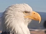 Jackie's remains have been transferred to the California Department of Fish and Wildlife.