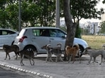 Kalyan-Dombivli Municipal Corporation (KDMC) officials say the pace of the dog’s biting is staggering, noting that one person was allegedly bitten nearly every two minutes over the four-hour period.