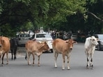 MCD has separately estimated that around 500 unauthorised dairies operate in the city. (Photo for representation)