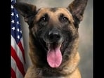 Dog lovers seek accountability as Pitt County K9 Chilli dies after being left in hot car