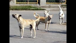 Seven stray dogs maul 5-year-old girl in Pune
