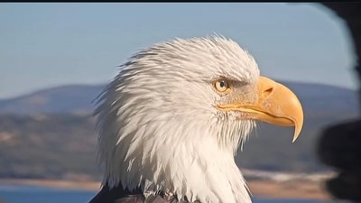 Jackie's remains have been transferred to the California Department of Fish and Wildlife. (X) Jackie's remains have been transferred to the California Department of Fish and Wildlife. (X)