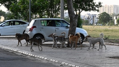 Kalyan-Dombivli Municipal Corporation (KDMC) officials say the pace of the dog’s biting is staggering, noting that one person was allegedly bitten nearly every two minutes over the four-hour period. (HT Archive)