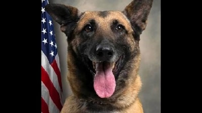 Dog lovers seek accountability as Pitt County K9 Chilli dies after being left in hot car (Change.org) Dog lovers seek accountability as Pitt County K9 Chilli dies after being left in hot car (Change.org)