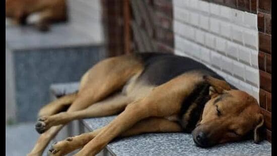 Officials and local residents believe the move will help control the stray dog population by preventing the birth of new puppies. (HT File)