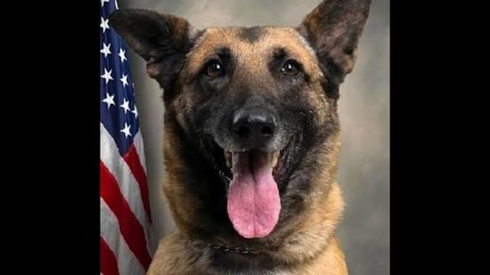 Dog lovers seek accountability as Pitt County K9 Chilli dies after being left in hot car (Change.org)