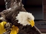 Jackie the bald eagle is examined on July 18 at the Los Angeles County Parks San Dimas Raptor Rescue Center in San Dimas, California.