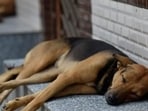 Officials and local residents believe the move will help control the stray dog population by preventing the birth of new puppies. (HT File)
