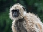 Delhi hires langur mimics for BWF Worlds: Does this really scare away monkeys?