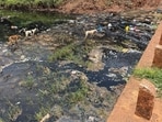 Residents alleged that the foul-smelling effluents spurred illnesses in areas near the riverbanks. (HT PHOTO)