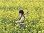 The future will not be secured merely by producing more wheat and rice, supplying more subsidised inputs or periodically raising support prices. Agricultural growth cannot be commanded by administrative order. It will come from creating more value from every acre, every drop of water, every unit of nutrient and every hour of labour.