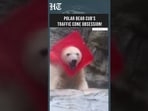 Japan’s Adorable Polar Bear Cub Goes Viral After Developing An Unusual Love For Traffic Cones