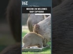 Adorable Capybara Family Grows At Moscow Zoo With Arrival Of New Baby