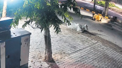 Commuters spotted the victim 50-60 minutes after the crash as daylight broke and alerted police, but he had suffered excessive blood loss. (HT)
