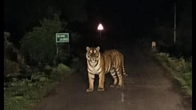 Four camera traps have been installed in the forest where the tiger was last seen, but no images of the animal have been captured over the past two days. (HT Sourced Photo) Four camera traps have been installed in the forest where the tiger was last seen, but no images of the animal have been captured over the past two days. (HT Sourced Photo)