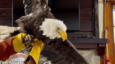 Jackie the bald eagle is examined on July 18 at the Los Angeles County Parks San Dimas Raptor Rescue Center in San Dimas, California. (Los Angeles County Parks San Dim) Jackie the bald eagle is examined on July 18 at the Los Angeles County Parks San Dimas Raptor Rescue Center in San Dimas, California. (Los Angeles County Parks San Dim)
