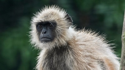 The age-old belief says monkeys are afraid of langurs. (PTI File/ Representational) The age-old belief says monkeys are afraid of langurs. (PTI File/ Representational)