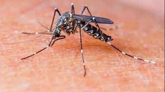 Virulent dengue strain circulating in Delhi: Officials