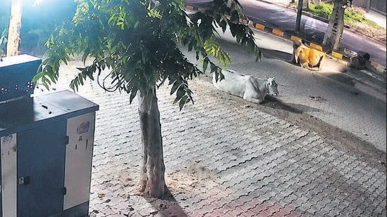 Commuters spotted the victim 50-60 minutes after the crash as daylight broke and alerted police, but he had suffered excessive blood loss. (HT)