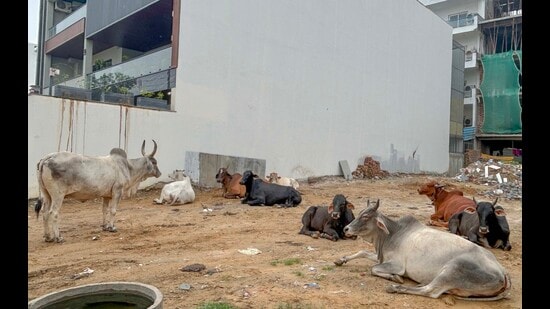 Stray cattle spotted in a vacant plot in Sushant Lok 2, seen on Tuesday. (Parveen Kumar/HT)