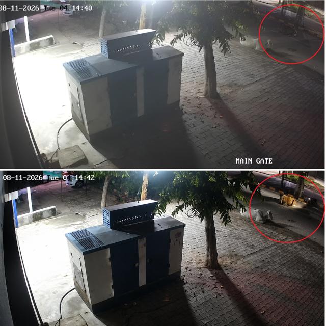 CCTV showed the victim braking after spotting cattle, before hitting one, flipping his scooter and being flung into a concrete divider. (HT)