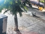 Commuters spotted the victim 50-60 minutes after the crash as daylight broke and alerted police, but he had suffered excessive blood loss. (HT)