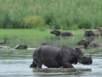 Kaziranga eco-sensitive zone to be cut from 10km to 1km as per SC guidelines: Assam CM