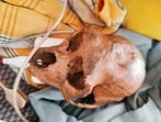 Passenger was scheduled to fly from Delhi to Hyderabad when the skull was detected during screening. (HT Photo)