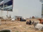Stray cattle spotted in a vacant plot in Sushant Lok 2, seen on Tuesday. (Parveen Kumar/HT)