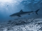 Maine lifeguard describes ‘frightening’ moment he was pulled underwater by shark