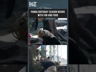 Birthday Treats And Puzzle Toys Delight Giant Pandas At China’s Sichuan Panda Base