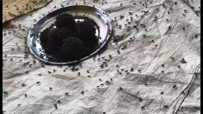A swarm of flies gathers around uncovered food on a plate in a Hardoi village, raising concerns over hygiene and food safety. (Sourced)