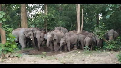 FD Dr H Rajamohan feeding Dudhwa camp elephants at Salukapur base camp on Wednesday. (Sourced) FD Dr H Rajamohan feeding Dudhwa camp elephants at Salukapur base camp on Wednesday. (Sourced)