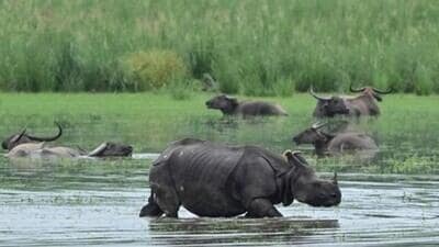 Kaziranga eco-sensitive zone to be cut from 10km to 1km as per SC guidelines: Assam CM