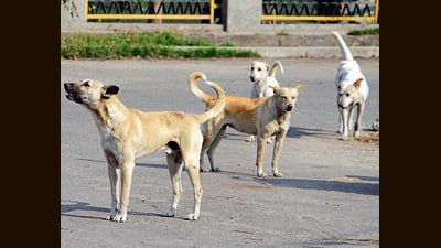 Normal functioning in 10 schools across eight 8 panchayats of Rajouri district resumed following an abrupt break on Monday after two rabies infected dogs went on a biting spree, said officials on Wednesday. (HT File)