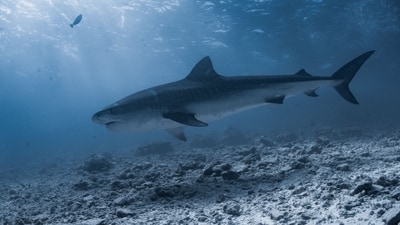 Maine lifeguard describes ‘frightening’ moment he was pulled underwater by shark (Pexel - representational image)