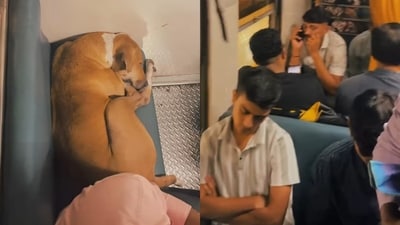 Mumbai local passengers let a sleeping dog enjoy a berth undisturbed, winning praise for their kindness. (Instagram/safarwithsketchbook) Mumbai local passengers let a sleeping dog enjoy a berth undisturbed, winning praise for their kindness. (Instagram/safarwithsketchbook)