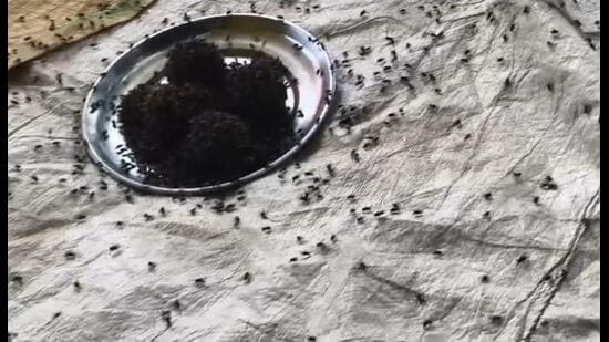 A swarm of flies gathers around uncovered food on a plate in a Hardoi village, raising concerns over hygiene and food safety. (Sourced)