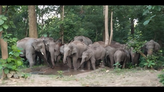 FD Dr H Rajamohan feeding Dudhwa camp elephants at Salukapur base camp on Wednesday. (Sourced)