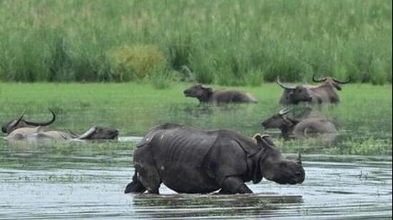 Kaziranga eco-sensitive zone to be cut from 10km to 1km as per SC guidelines: Assam CM