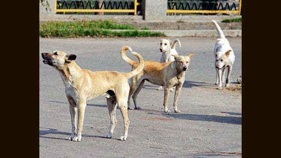 Normal functioning in 10 schools across eight 8 panchayats of Rajouri district resumed following an abrupt break on Monday after two rabies infected dogs went on a biting spree, said officials on Wednesday. (HT File)