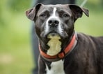 Parry Virk, a dog trainer working towards dog aggression control for the last 20 years, says the owners need to be the first line of defence. 