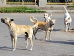 Normal functioning in 10 schools across eight 8 panchayats of Rajouri district resumed following an abrupt break on Monday after two rabies infected dogs went on a biting spree, said officials on Wednesday. (HT File)