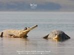 National Chambal Wildlife Sanctuary in Uttar Pradesh enjoys tri-state ecology. It fosters and raises critically endangered species like Indian Gharials and Gangetic Dolphins.