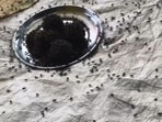 A swarm of flies gathers around uncovered food on a plate in a Hardoi village, raising concerns over hygiene and food safety. (Sourced)