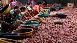 Vashi APMC plans overhaul, digital shift; onion-potato market decision in 2 months