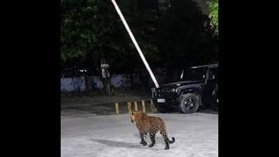 The department also asked people to install sufficient lights for utilities outside your home so that animals do not feel safe in the vicinity. (HT Photo for representation)