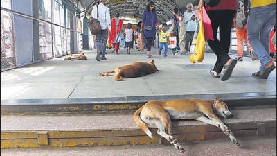 The move comes amid concerns about a growing number of stray dogs at railway stations, particularly in crowded areas where their presence can pose a safety risk to commuters, officials said. (HT PHOTO) The move comes amid concerns about a growing number of stray dogs at railway stations, particularly in crowded areas where their presence can pose a safety risk to commuters, officials said. (HT PHOTO)